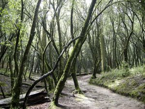 Parque Nacional Desierto de los Leones