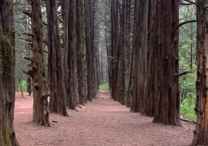 El Bosque del Ocotal