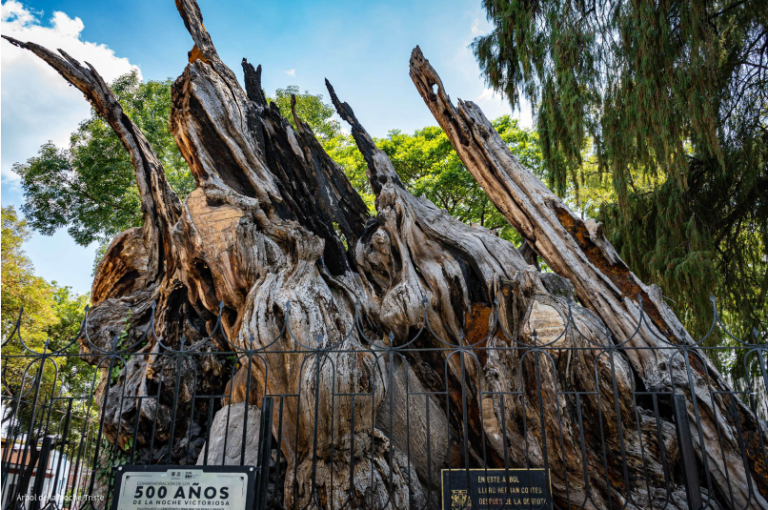 El Árbol de la Noche Victoriosa