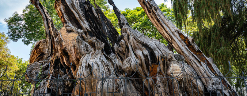 tree of the victorious night