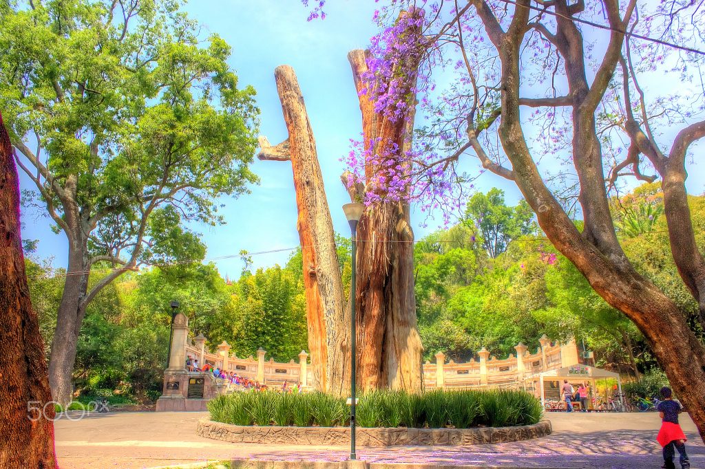 El Sargento: Bosque de Chapultepec - Mexico City