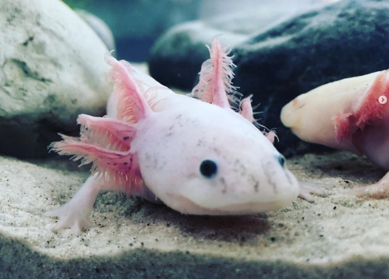 Axolotitán/Museo del Axolote