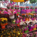Mercado de Flores San Fernando