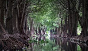 Canales de Xochimilco (Trajineras)