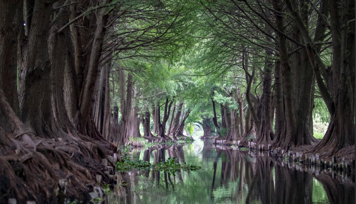 Canales de Xochimilco (Trajineras)