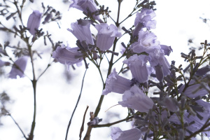 Chapultepec y Paseo de la Reforma (15 lugares)