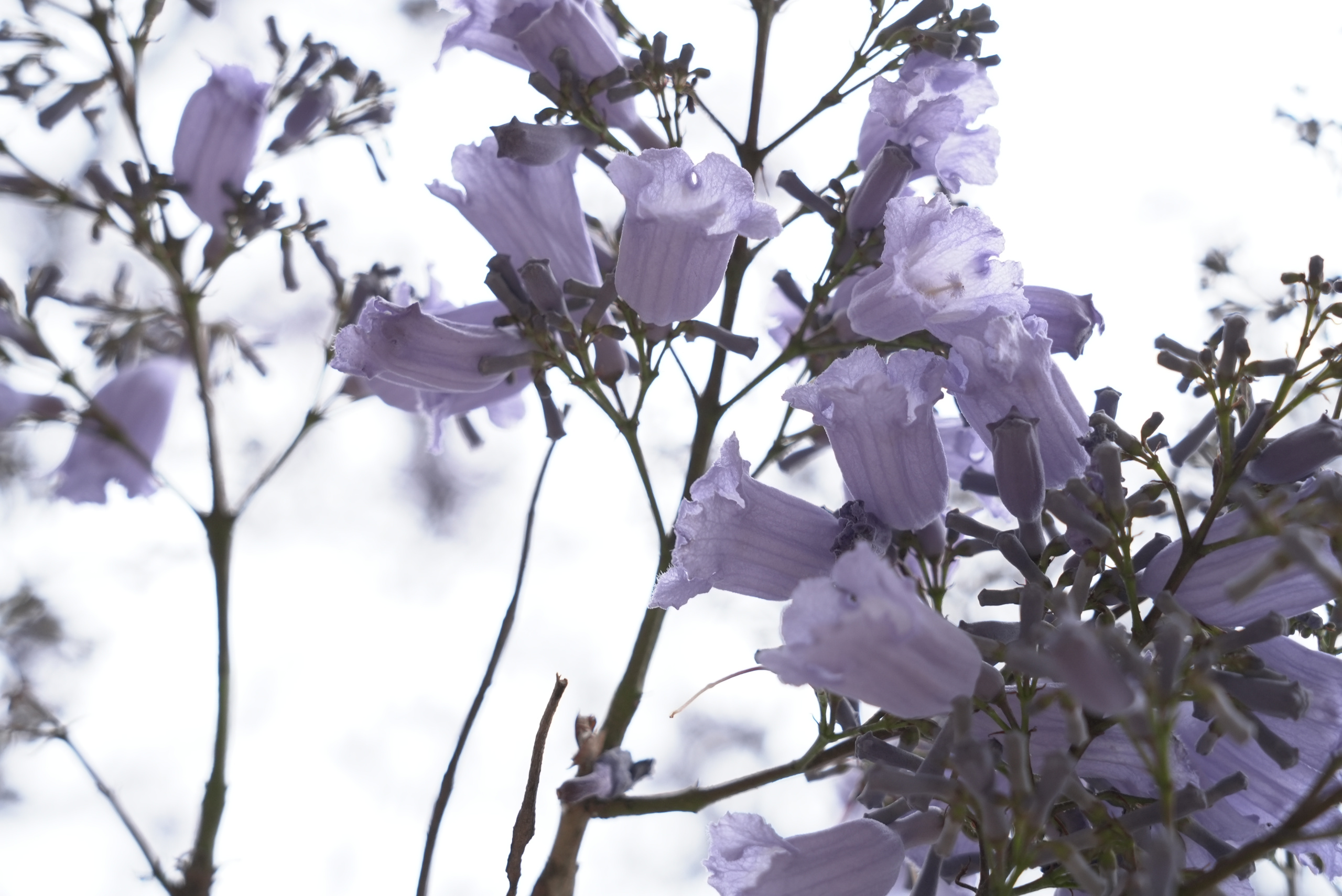 Audiorama de Chapultepec