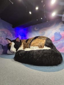 Cat Museum